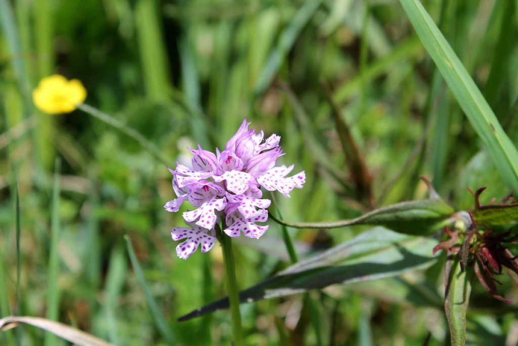 Neotinea tridentata